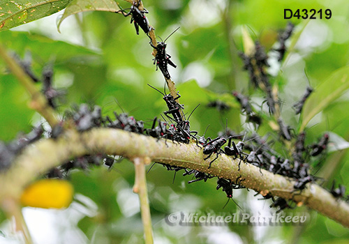 Soldier Grasshopper (Chromacris speciosa)